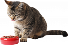 katzenfutter katzenfutter